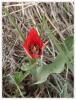 Tulipa armena Var. Lycica - Likya Lalesi