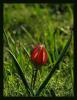 Tulipa Orphanidea Boiss. Ex Heldr