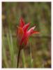 Tulipa orphanidea Boiss. Ex Heldr. - stanbul