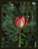 Tulipa Orphanidea Boiss. Ex Heldr- Manisa Lalesi