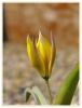 Tulipa Sylvestris