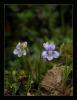 Viola Sieahiana
