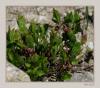 Vaccinium myrtillus - Yaban Mersini