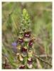 Verbascum Bugulifolium -  Riva Srkuyruu