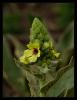 Verbascum Ssp.