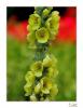 Verbascum thapsus - Sr Kuyruu