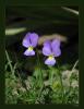 Viola althaica subsp oreades ( Violet ) Altay Menekesi
