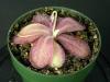 Pinguicula