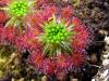 Drosera Roseana