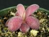 Pinguicula Agnata Red Leaf