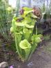 Sarracenia Flava