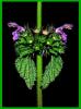 Lamium Maculatum