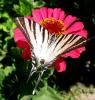 temmuz 2007 Papilio machaon