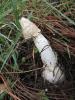 Phallus impudicus(stinkhornus)