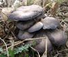 Pleurotus ostreatus