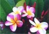 Marion B Plumeria