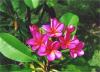 Suzan Saint Amor Plumeria