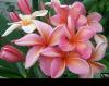 Tahitian Sunset Plumeria