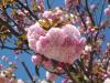 Pembe Yapraklı ağacın Çiçeği
