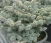 Picea pungens Glauca Globasa