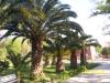 Phoenix canariensis