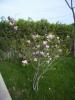 KIS MANOLYASI (Magnolia Soulangeana)