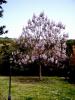 paulownia