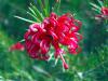 Grevillea rosmarinifolia iek detay