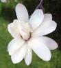 Magnolia stellata- yldz manolya