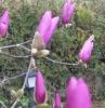 magnolia soulangeana iek tomurcuu