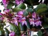 Orkide ağacı (Bauhinia variegata )