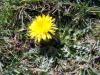 Taraxacum