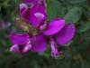 Polygala