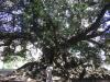 Ficus Ağacı