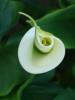 Arum Lily