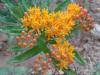 Asclepias Tuberosa