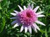 Argyranthemum frutescens