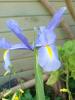 Iris Xiphium