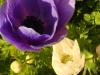 Anemone Coronaria