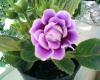 Gloxinia