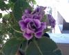 Gloxinia