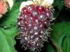 Boysenberry1