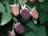 Boysenberry3