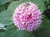 clerodendron