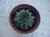 Sempervivum