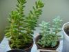 Sedum Album Ve Sedum Dasyphyllum