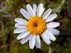 Papatya (leucanthemum vulgare)