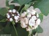 Arap fulü (Clerodendrum fragrans)