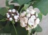 Arap ful (Clerodendrum fragrans)