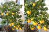 Chinotto (citrus Aurantium, Var. Myrtifolia)